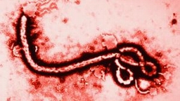 Tuyên truyền phòng chống dịch bệnh Ebola
