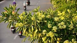 Nét đẹp của mùa thu Hà Nội!