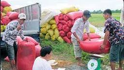 Hỗ trợ hoạt động thu mua, phân phối, tiêu thụ mặt hàng nông sản