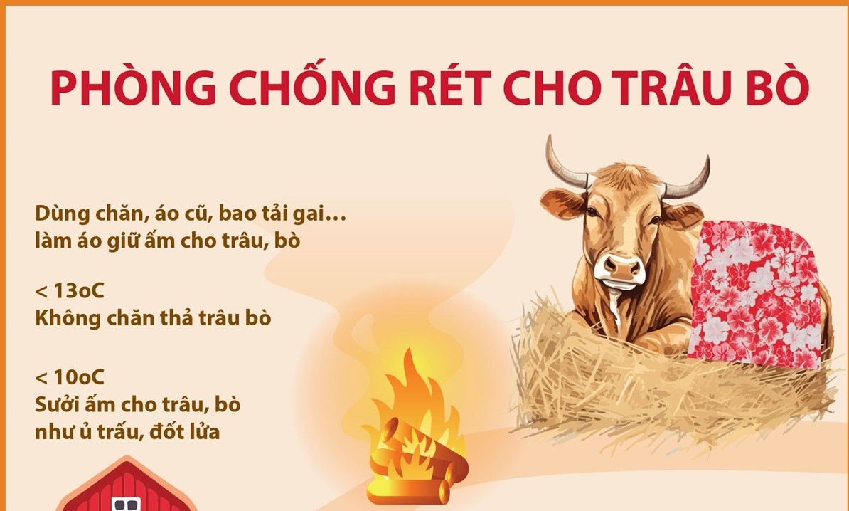 Phòng chống rét cho trâu bò