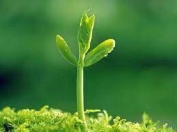 Top 16 bài văn miêu tả cây non mới trồng ấn tượng nhất