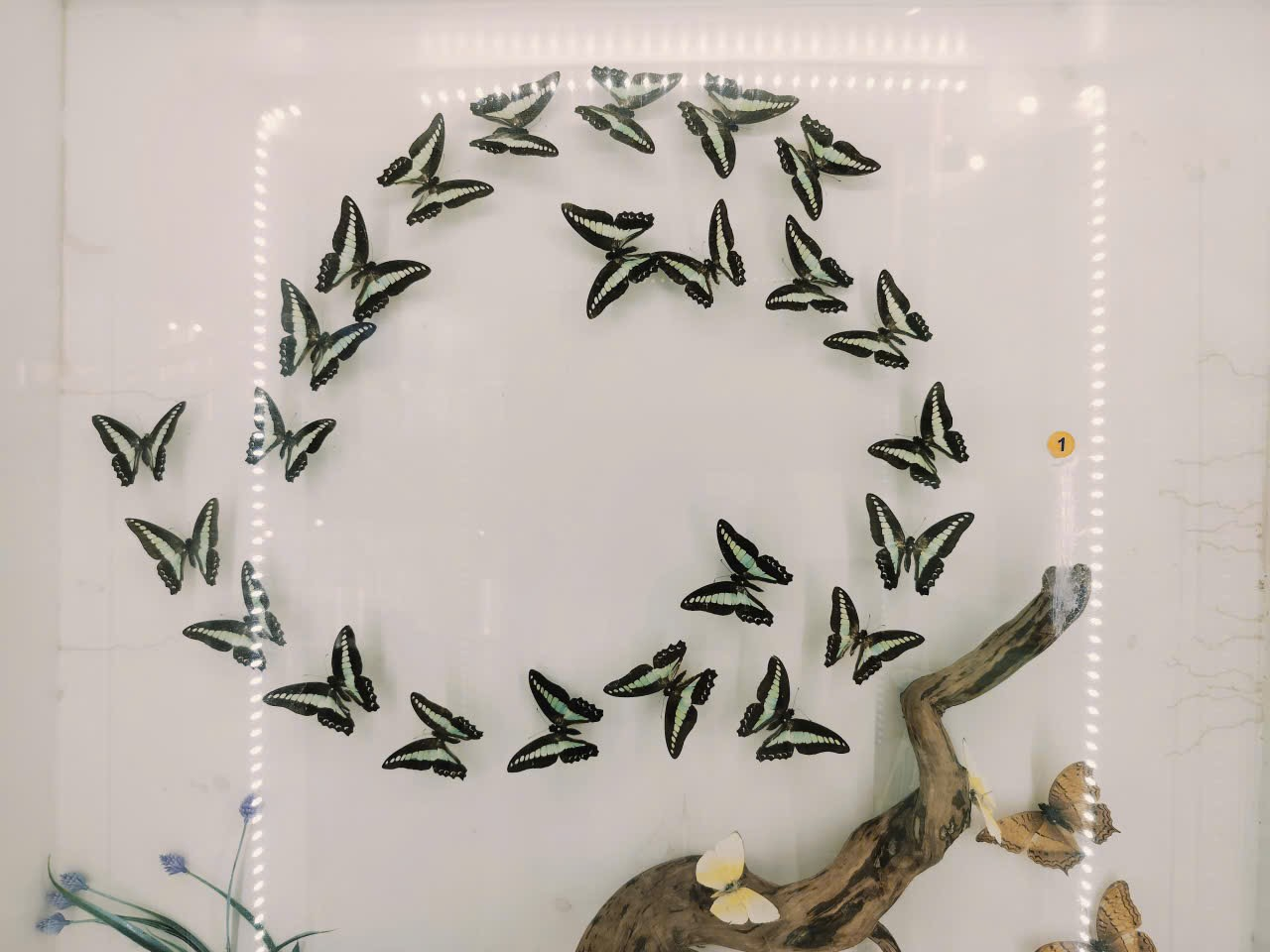 A group of butterflies in a circle
Description automatically generated